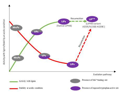 백색부후균의 리그니나아제 진화 경로에서 활성 안정성 트레이드오프 및 고유 LiP와 비교하여 2개의 도입된 염다리를 갖는 LiPH8 변이체 A55R/N156E-H239E로서 LiP **의 복원