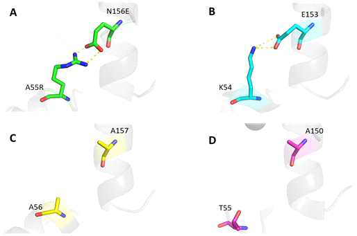 P . chrysosporium(A, PDB ID: 6A6Q)의 LiPH8 변이체, C. subvermispora(B, PDB ID: 4CZN)의 MnP6, P. ostreatus(C, PDB ID: 4BM1)의 MnP4 그리고 P. eryngii (D, PDB ID: 5ABN)의 VPi 변이체에서 잔기 Ala55Arg-Asn156Glu 사이에 설계된 염다리의 동종 구조 분석