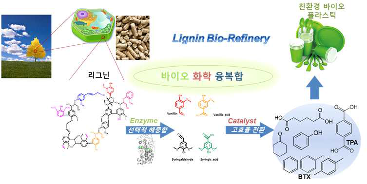 리그닌을 바이오-화학 융복합 기술을 이용하여 친환경 바이오제품을 생산하는 리그닌 바이오리파이너리 기술개발 모식도