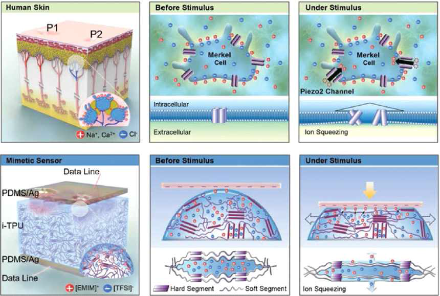 Merkel cell 모사 이온성 액체 기반 전자 피부