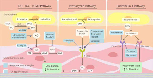 현재 사용되고 있는 폐동맥고혈압 치료제의 3가지 주요 타겟 경로. Endothelin, nitric oxide, prostacyclin pathway는 모두 혈관의 수축과 증식에 관여한다는 공통점을 지님 (Circ Res 2014