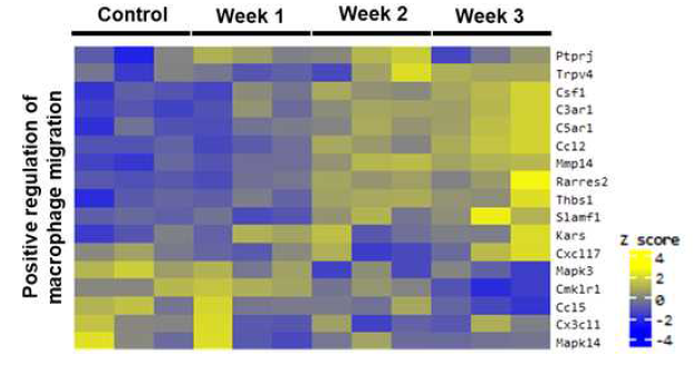 폐동맥고혈압 rat 모델 폐조직을 활용한 RNA-sequencing 분석 결과. MCT 투여 후 대식세포의 이동 (migration)과 관련된 유전자의 발현이 증가함