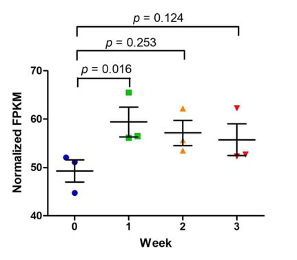 폐동맥 고혈압 rat 모델 RNA-seq. 분석 결과. Mannose receptor (KARS) 의 발현이 점증하고 있는 양상을 보임 (n=3 per group)