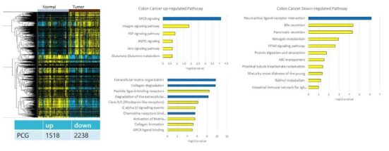 대장암 특이적 protein coding 유전자 그룹 선정 및 pathway analysis 결과