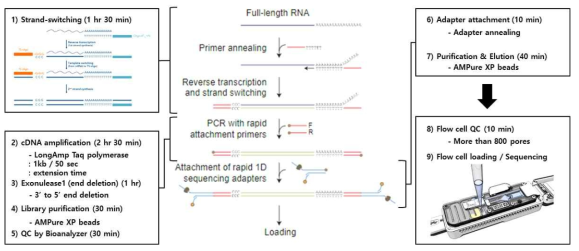 cDNA-PCR 시퀀싱의 전반적인 과정