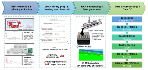 나노포어 전사체 데이터 (cDNA-PCR) 생산 파이프라인 및 생성된 데이터 수