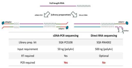 cDNA-PCR 방법과 direct RNA-seq의 차이