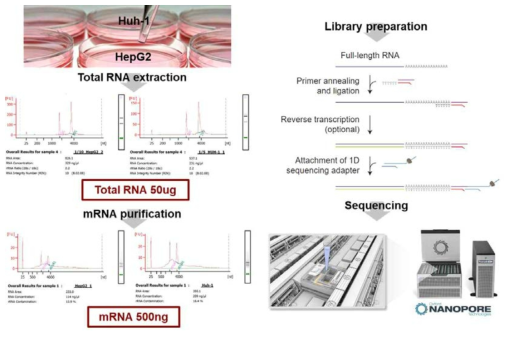 나노포어 direct RNA 시퀀싱의 전반적인 실험 과정