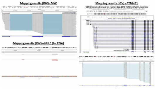 알려져 있는 transcript에 대한 실제 나노포어 direct RNA 시퀀싱의 mapping 결과