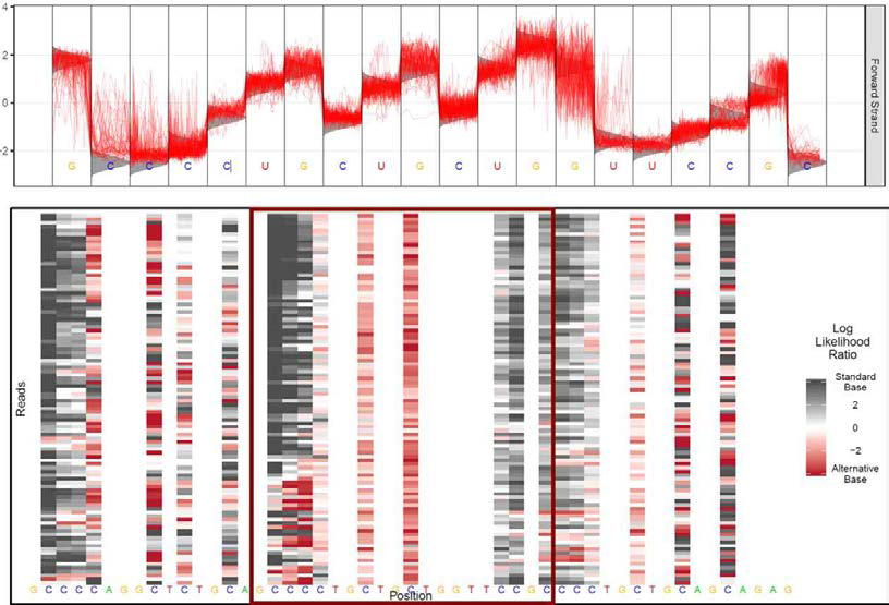 각 read에서 유의미하게 발견되는 5-methylcytosine의 raw signal 데이터(위)와 위치(아래)