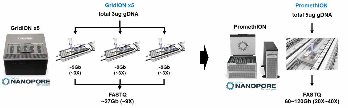 기존의 GridION X5와 새로 도입된 PromethION의 Throughput 비교