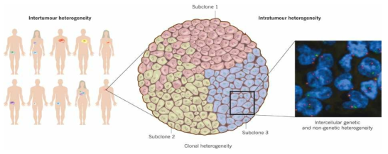 Tumor cell 내부의 종양이질성 (Intratumoral heterogeneity). Genetic 혹은 Non-genetic mechanism이 모두 종양이질성에 기여 (Burrel et al., Nature 2013)