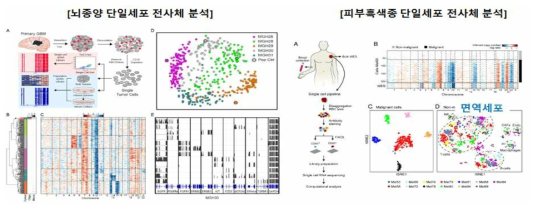 종양의 단일세포 전사체 분석 (좌) 뇌종양환자의 종양세포 전사체 분석 (우) 피부흑색종 환자 종양-면역세포 전사체 분석