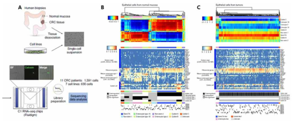 대장암 단일세포 전사체 분석 (Li et al., Nature Genetics, 2017) (A) 실험 flow (B, C) Normal mucosa와 대장암에 나타나는 epithelial cell type의 gene expression signature