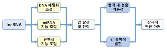 lncRNA에 의한 암 발생 기전 및 진단 마커로서의 가능성