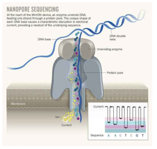 나노포어 Long Read 시퀀싱 기술