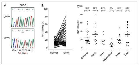 대장암에서 RhoQ RNA editing. A. RhoQ RNA 변이, B. 대장암 조직에서의 RhoQ RNA 변이 빈도율, C. 90 암세포주 에서의 RhoQ RNA변이 빈도율