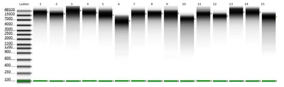 DNA sample QC의 일부