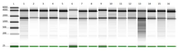 RNA sample QC의 일부