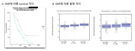 SNP에 따른 survival 차이와 gene expression level 차이