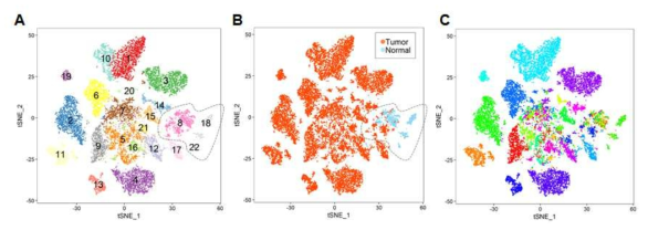 대장암 종양세포와 정상 상피세포의 특성 프로파일링 결과. A, 각 클러스터별 컬러링; B, 종양세포 및 정상 상피세포 컬러링; C, 각 환자별 컬러맂