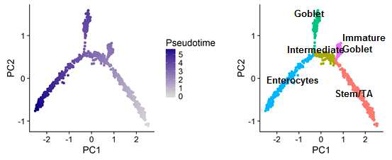 정상 상피세포의 Trajectory 분석 결과. 좌, 정상 상피세포의 Pseudotime 결과; 우, 정상 상피세포의 셀 타입 결과