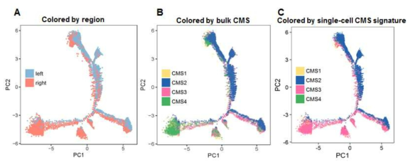 대장 종양세포의 Trajectory 분석. A, 각 구역 (좌, 우 구역) 컬러링 결과; B, 각 샘플별 CMS 서브타입 확인 결과; C, 각 단일세포별 CMS 추정 결과