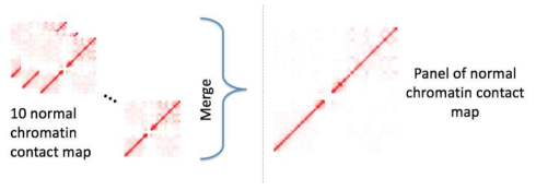 10개의 대장암 정상 조직 Hi-C map을 활용한 panel of normal chromatin contact map 제작