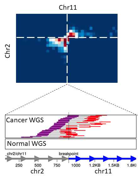 Cancer-specific trans-chromosomal interaction과 WGS 기반의 translocation event의 상관 관계