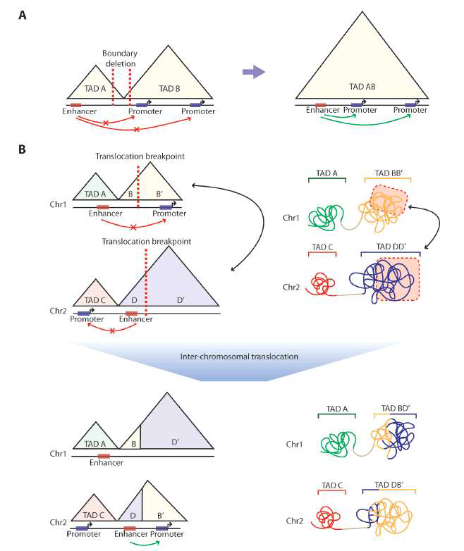 두 인접한 TAD가 합쳐지거나 또는 멀리 떨어진 TAD가 유전체 구조 변화에 의해 변화하고, 이를 통해 신규 유전자 발현 또는 억제가 가능한 기전에 대한 모식도