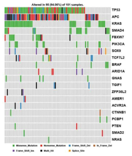 대장암 특이적인 driver gene list와 본코호트에서 변이 분포도 (oncoplot)