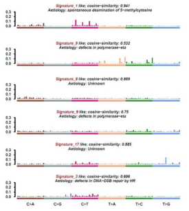 확인된 Mutation Signature 패턴