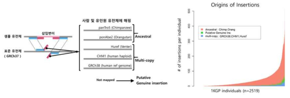 삽입변이의 기원 분석 결과