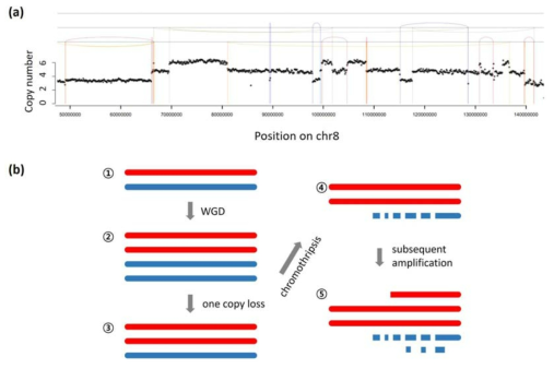 복잡한 구조변이(complex rearrangement)의 발생 기작 유추 예시. (a) 전체 유전체 복제 (whole-genome duplication)와 chromothripsis (염색체가 하나의 이벤트에 의해 여러 조각으로 부서지는 현상)가 일어난 염색체 부위. (b) 해당 copy number oscillation 패턴을 설명 할 수 있는 메커니즘