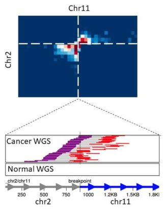 Cancer-specific trans-chromosomal interaction과 WGS 기반의 translocation event의 상관 관계
