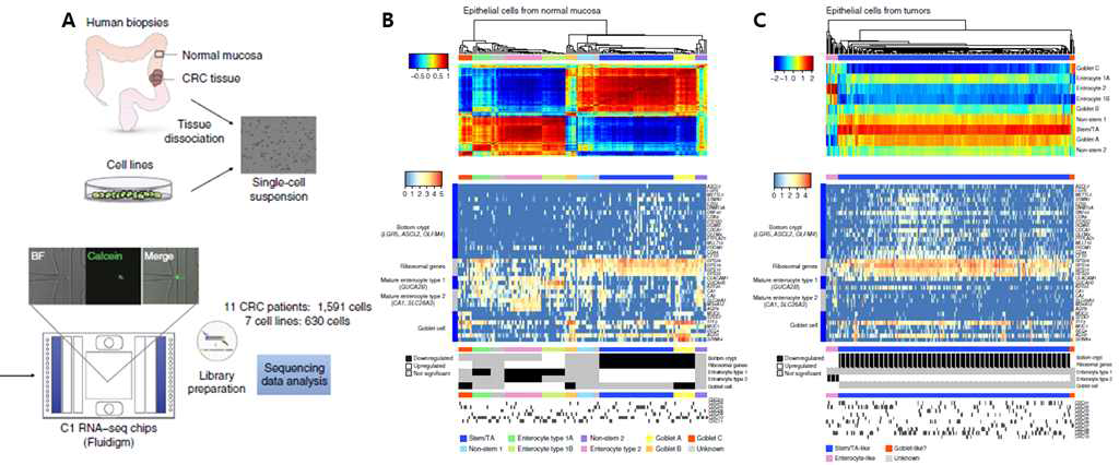 대장암 단일세포 전사체 분석 (Li et al., Nature Genetics, 2017) (A) 실험 flow (B, C) Normal mucosa와 대장암에 나타나는 epithelial cell type의 gene expression signature