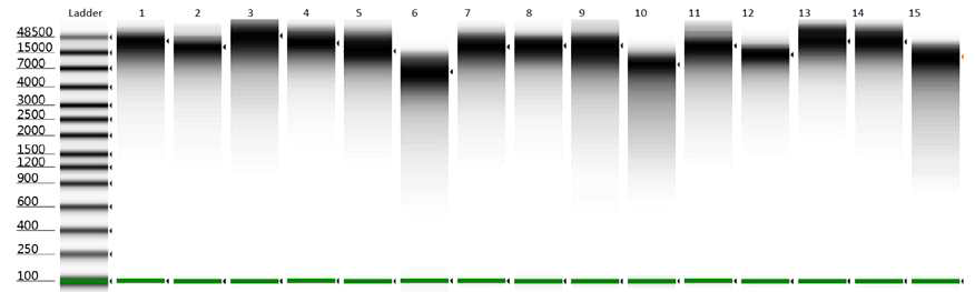 DNA sample QC의 일부