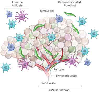 암 미세환경에 의한 종양이질성. Cancer-associated fibroblast (CAF)는 대표적인 tumor-promotong cell이다. 다양한 종류의 면역세포가 종양을 제어하거나 악화시키기도 한다. (Junttila et al., Nature, 2013)