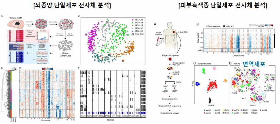 종양의 단일세포 전사체 분석 (좌) 뇌종양환자의 종양세포 전사체 분석 (우) 피부흑색종 환자 종양-면역세포 전사체 분석