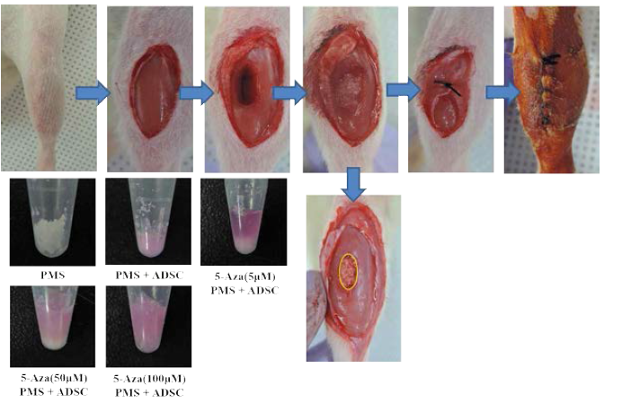 쥐 경골 근육을 생검 펀치(biopsy punch)를 이용하여 5 x 6 x 5 mm (width x length x depth) 크기 근육 손실 동물에 PMSs 및 5-Aza/PMSs에 탑재 된 지방유래줄기세포를 주입