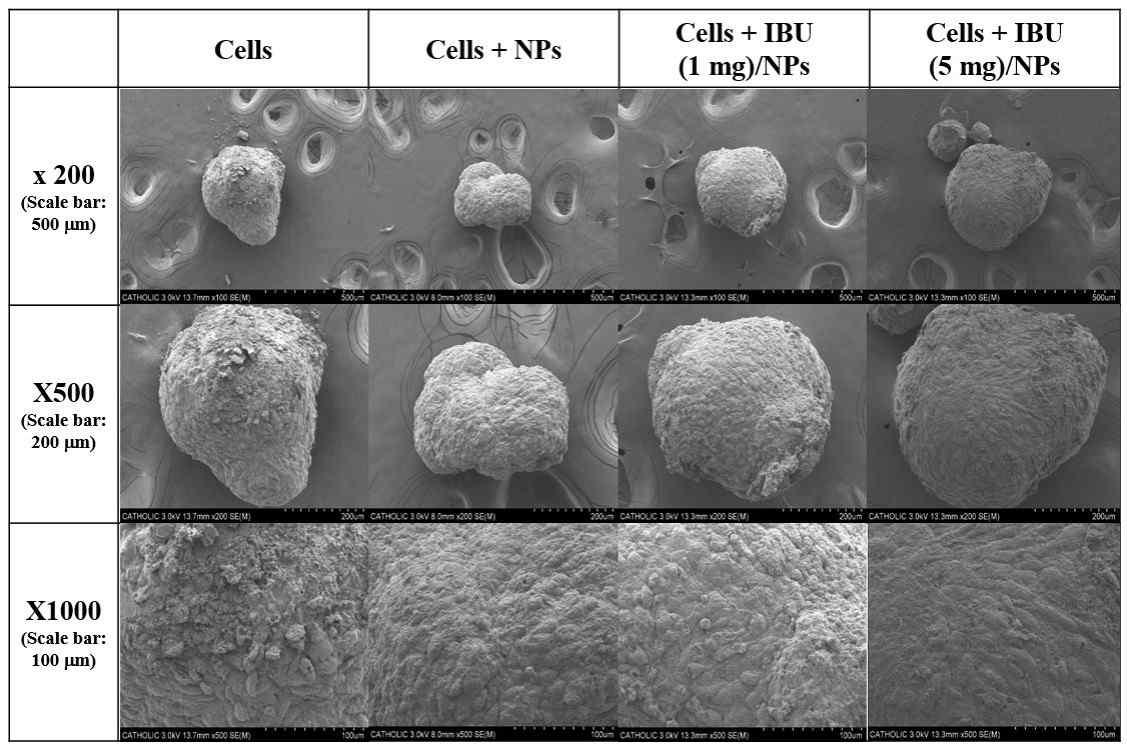 세포집합체, 나노입자 함유 세포집합체, IBU (1 mg)/나노입자 함유 세포집합체 및 IBU (5 mg)/나노입자 함유 세포집합체 주사전자현미경 이미지