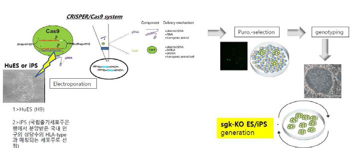 유전자 편집 기술을 활용한 SGK1 발현 저하 줄기세포주 확립