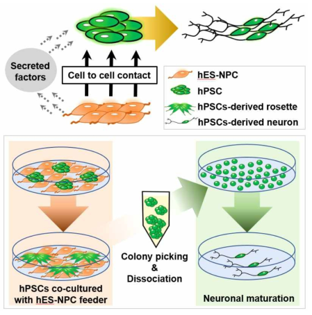 신경전구세포(hES-NPC)를 사람 전분화능 줄기세포(hPSC)와 공배양시, 신경전구세포가 상호작용을 통하여 전분화능 줄기세포를 매우 빠르게 신경세포(hPSC derived neuron)로 분화시킴 (그림 위쪽). 이를 바탕으로 다양한 사람 전분화능 줄기세포주를 신경전구세포와의 공배양을 통해 효율적으로 신경세포로 분화시킬 수 있는 새로운 분화 전략을 제시함 (그림 아래쪽)