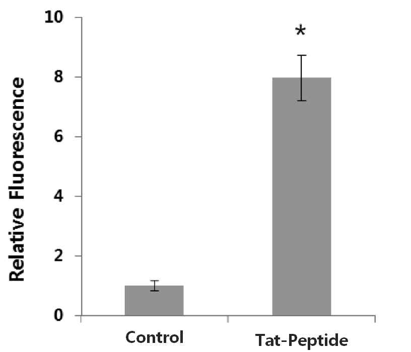 Tat-Peptide의 자체 경피 흡수 시험