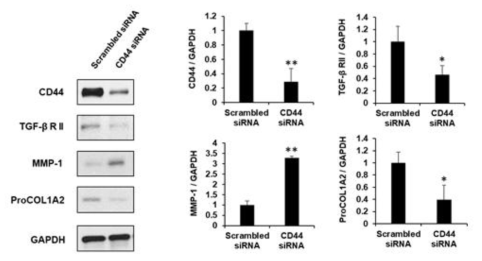 CD44 녹다운에 의한 형질전환 성장인자-β 수용체 2형, MMP-1과 프로콜라겐 1A2의 변화