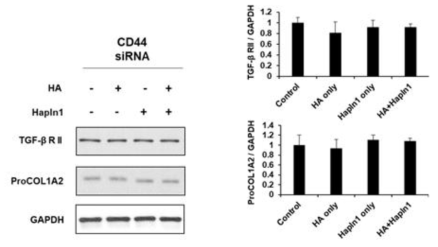 CD44가 감소한 상황에서 형질전환 성장인자-β 수용체 2형과 프로콜라겐 1A2에 대한 Hapln1 또는 히알루론산의 영향