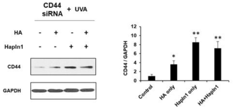 CD44가 감소한 상황에서 Hapln1 또는 히알루론산의 CD44 UVA 보호능