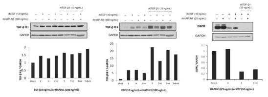 TGF-β1/EGF 병용시 신호전달체계상 핵심인자 변화
