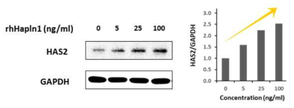 Hapln1에 의한 HAS2의 농도 의존적 증가