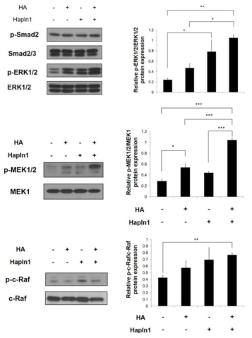 인간 모모세포에서 HAPLN1에 의한 p-ERK1/2, pSmad2, p-MEK1/2, p-c-Raf 효과